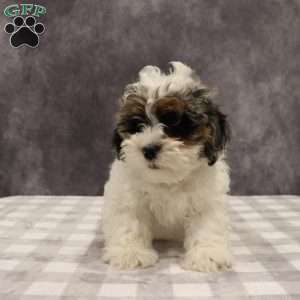 Parker, Shih-Poo Puppy
